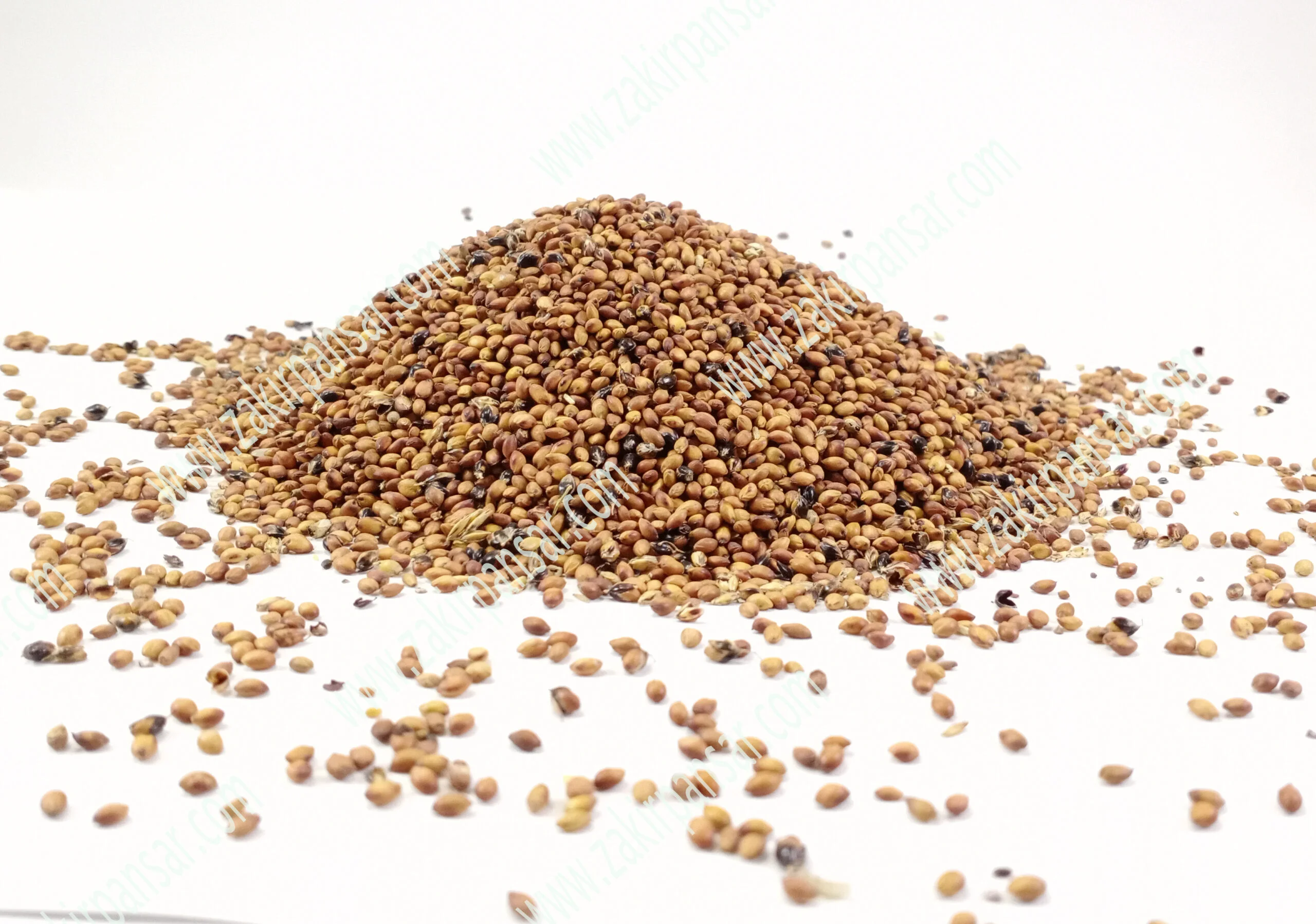 Sorghum | Jawaar | جوار Sorghum | Jawaar | جوار Zakir Pansar