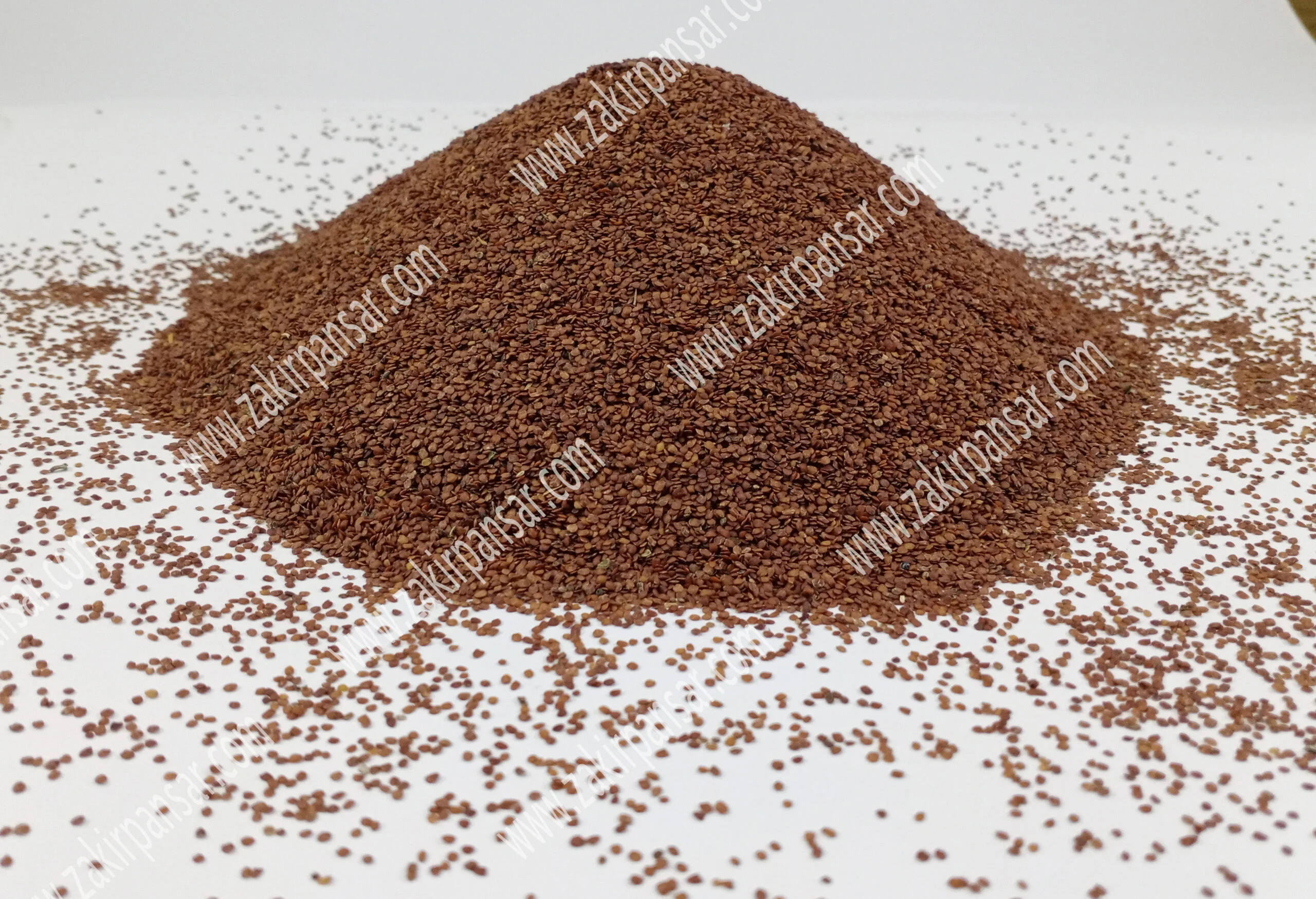 Mimosa Pudica Seeds | Chui Mui | Lajwanti | لاجونتی Zakir Pansar