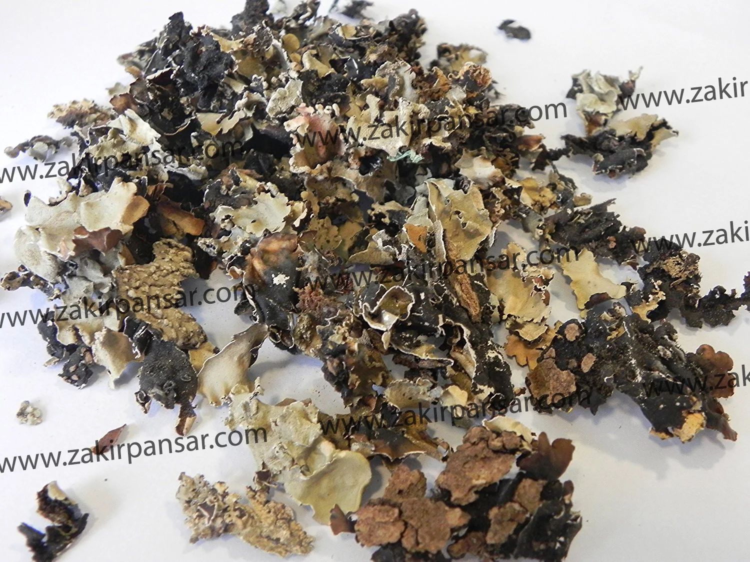 Lichens | Chareela - Black Stone Flower | چھڑیلہ Zakir Pansar