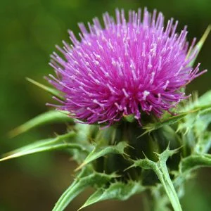 Milk Thistle - (Oont Katara) / اونٹ کٹارہ