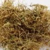 Cuscuta | Amar Bail | Aakash Bail | آکاش بیل Zakir Pansar