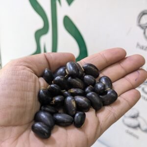 Tukham Konch Black |  تخم کونچ سیاہ